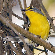 Adelaide's Warbler