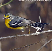 Adelaide's Warbler