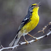 Adelaide's Warbler