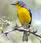 Adelaide's Warbler