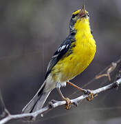 Adelaide's Warbler