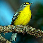 Adelaide's Warbler