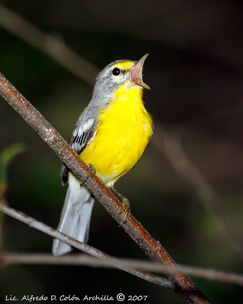 Adelaide's Warbler