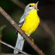 Adelaide's Warbler