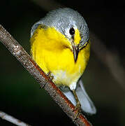 Adelaide's Warbler