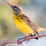 Adelaide's Warbler