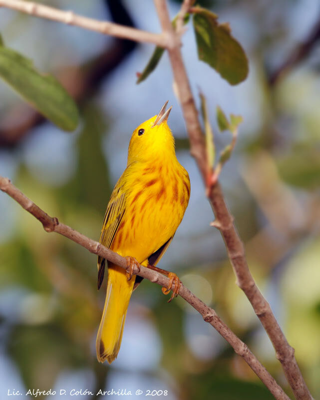 Paruline des mangroves