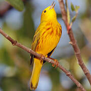 Mangrove Warbler