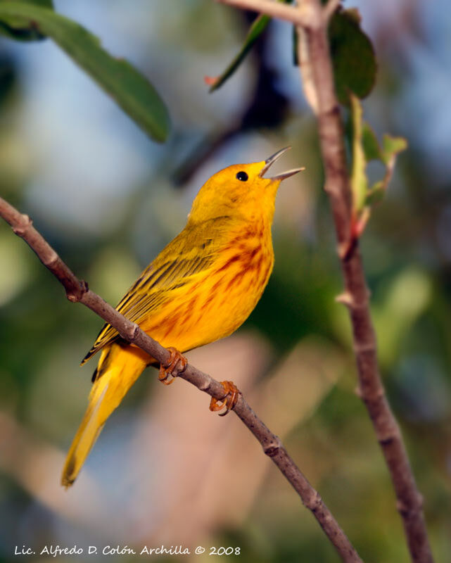 Mangrove Warbler