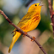 Mangrove Warbler