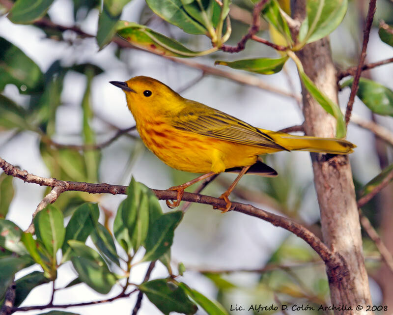 Mangrove Warbler