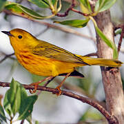 Mangrove Warbler