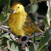 Mangrove Warbler