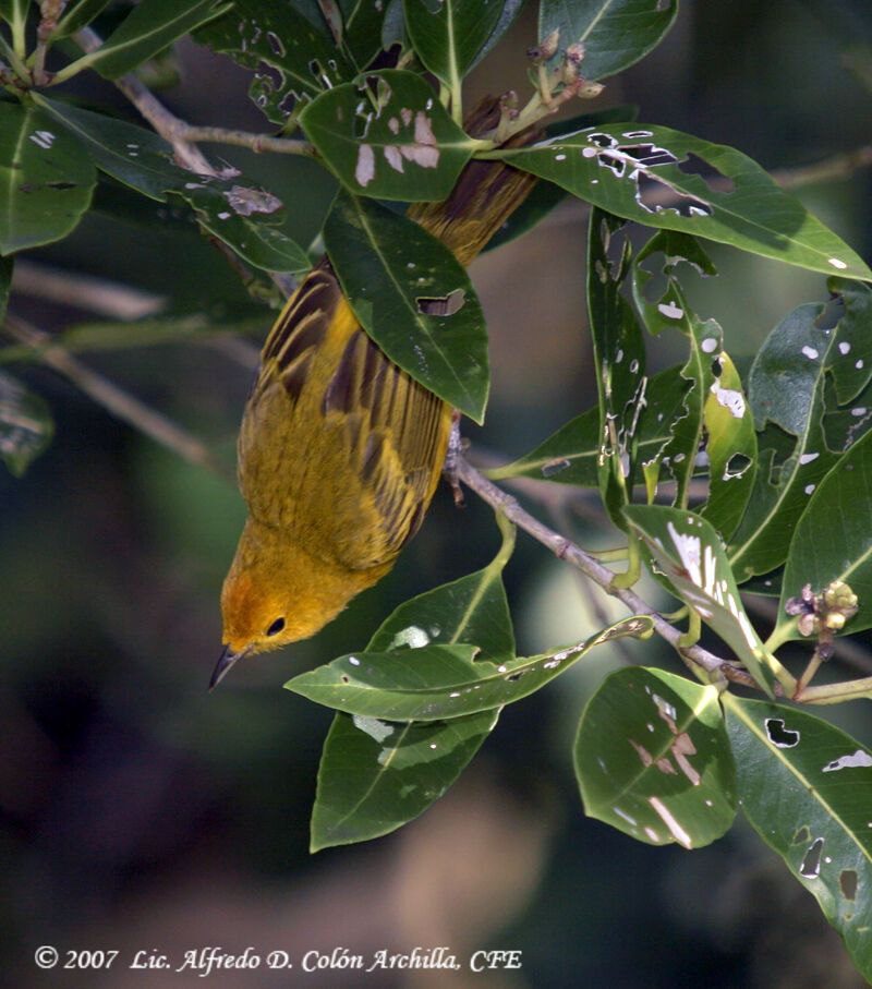 Paruline des mangroves