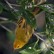 Mangrove Warbler