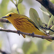 Mangrove Warbler