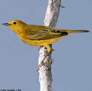 Mangrove Warbler