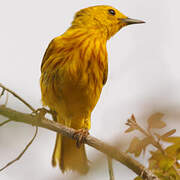 Mangrove Warbler