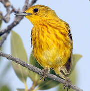 Mangrove Warbler