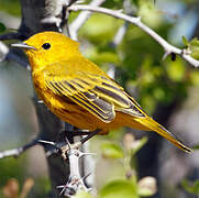 Mangrove Warbler