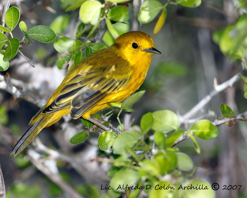 Mangrove Warbler