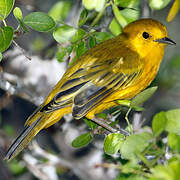 Mangrove Warbler