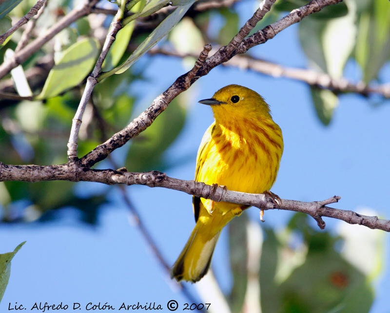 Mangrove Warbler