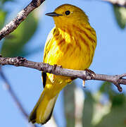 Mangrove Warbler