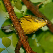 Prairie Warbler