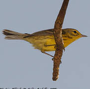 Prairie Warbler