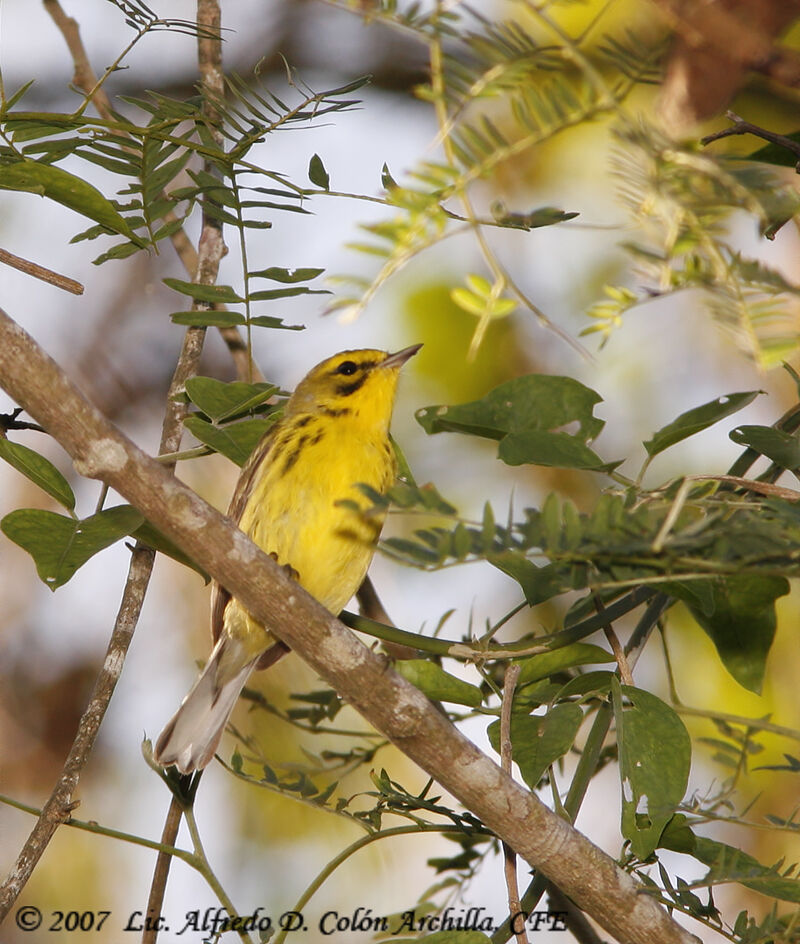 Prairie Warbler