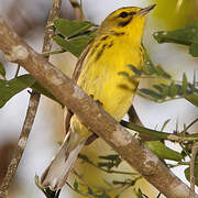 Prairie Warbler