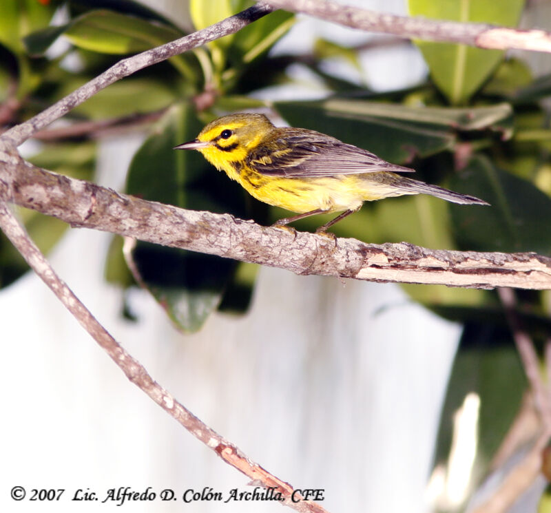 Prairie Warbler