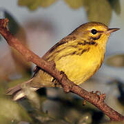 Prairie Warbler