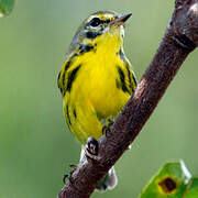 Prairie Warbler