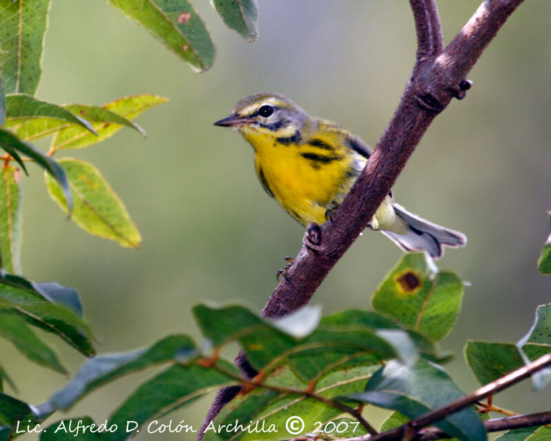 Prairie Warbler