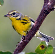 Prairie Warbler