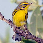 Prairie Warbler