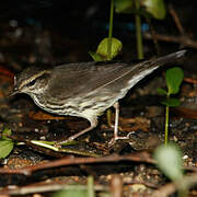 Northern Waterthrush