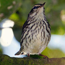 Paruline des ruisseaux