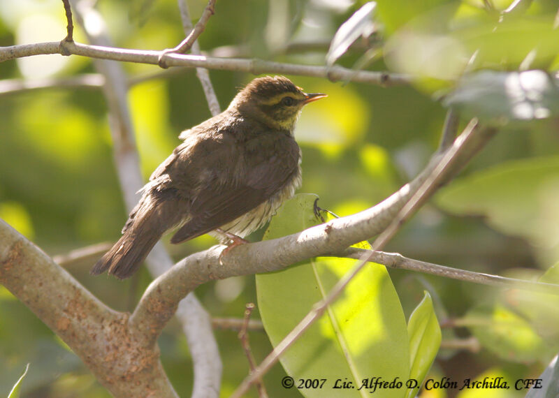 Northern Waterthrush