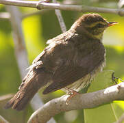 Northern Waterthrush