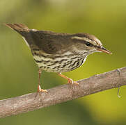 Northern Waterthrush