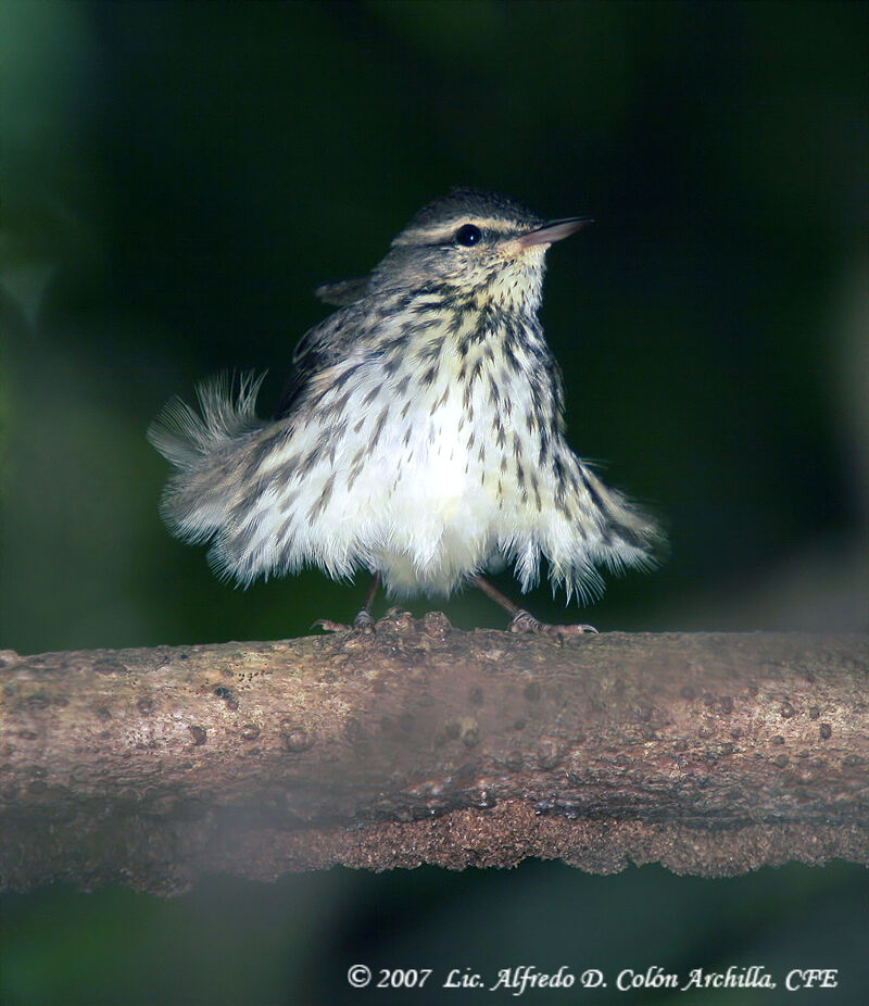 Paruline des ruisseaux