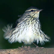 Northern Waterthrush