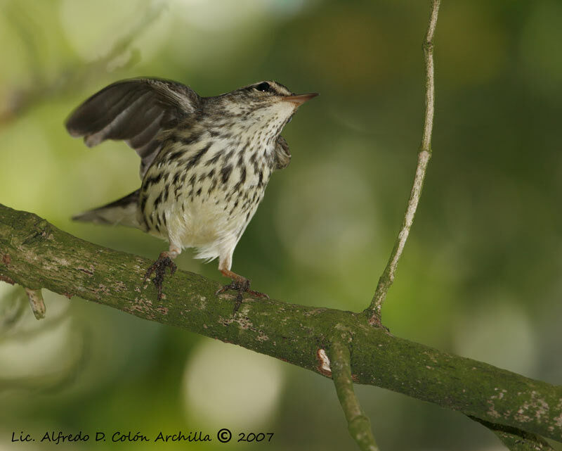 Paruline des ruisseaux