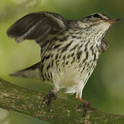 Northern Waterthrush