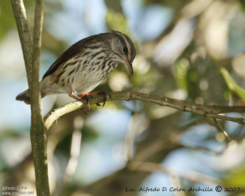 Paruline des ruisseaux