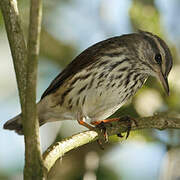 Northern Waterthrush