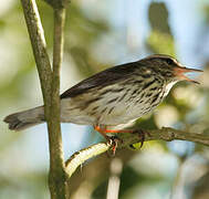 Paruline des ruisseaux